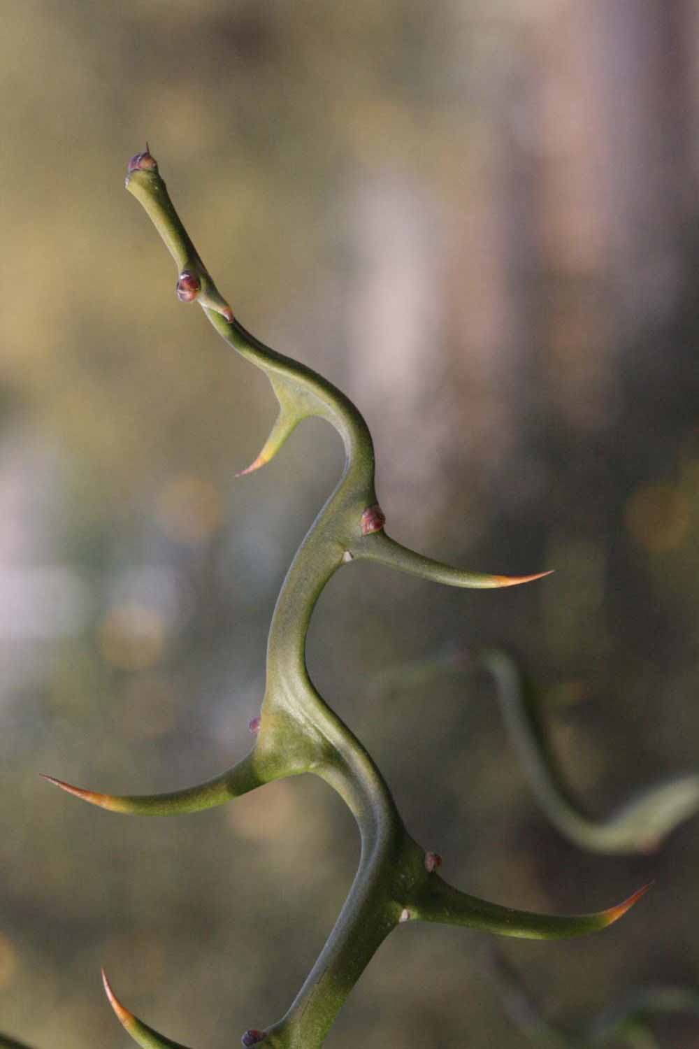              First year twig of  Poncirus trifoliata     (Flying-dragon,      Riverside, CA)       